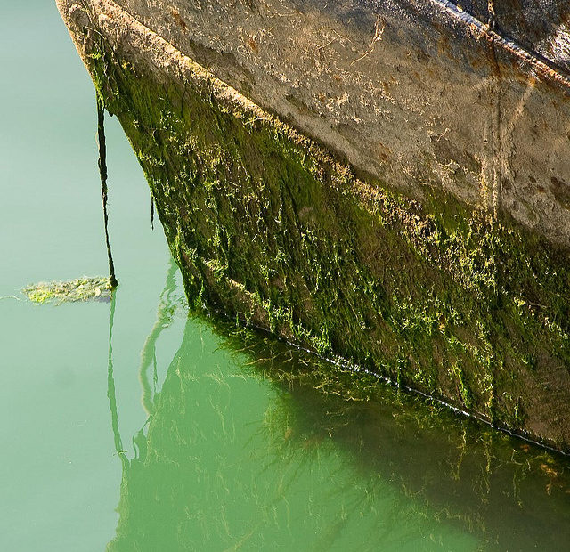 Boat hull with scum